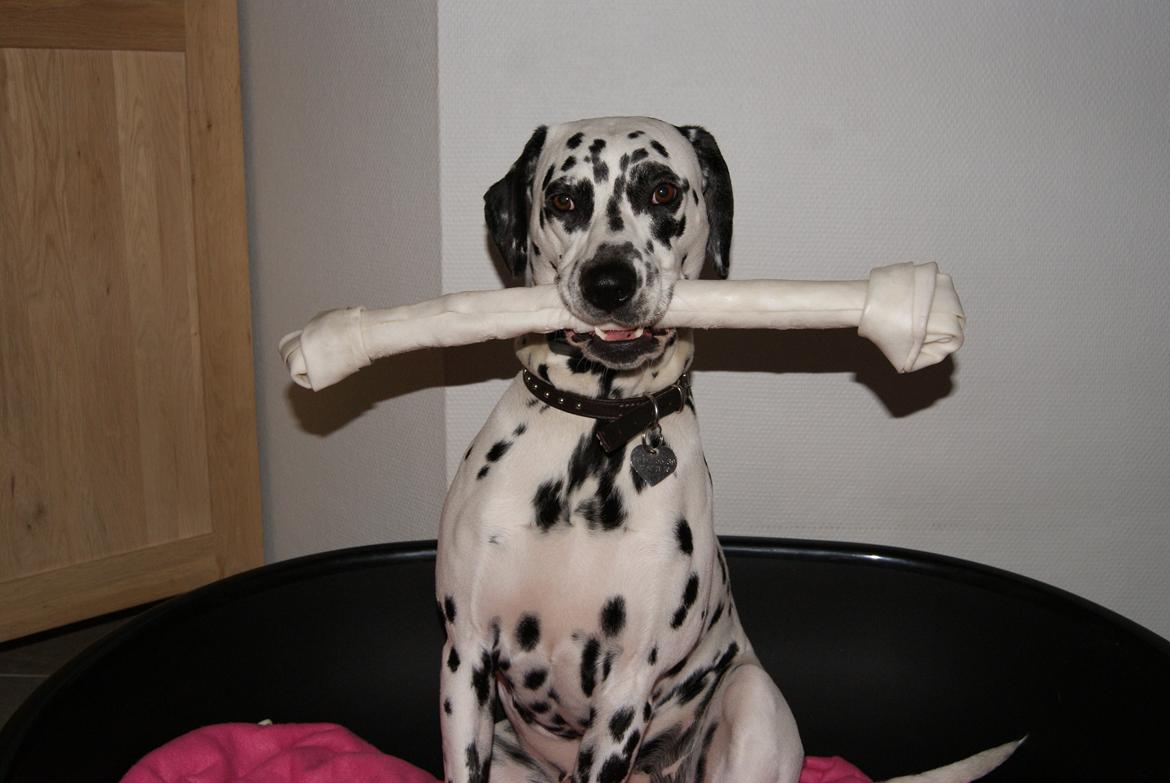 Dalmatiner Salli billede 13