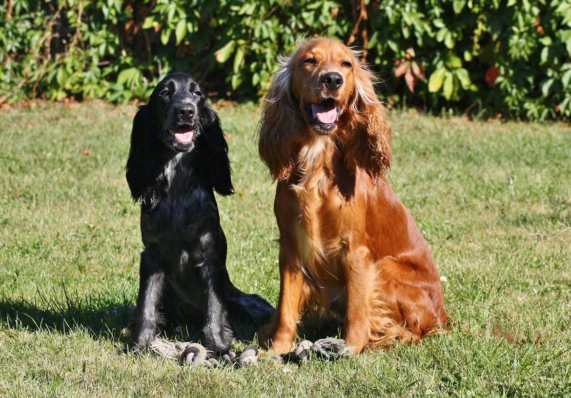 Cocker spaniel Mille - Mor og datter sammen =) billede 18