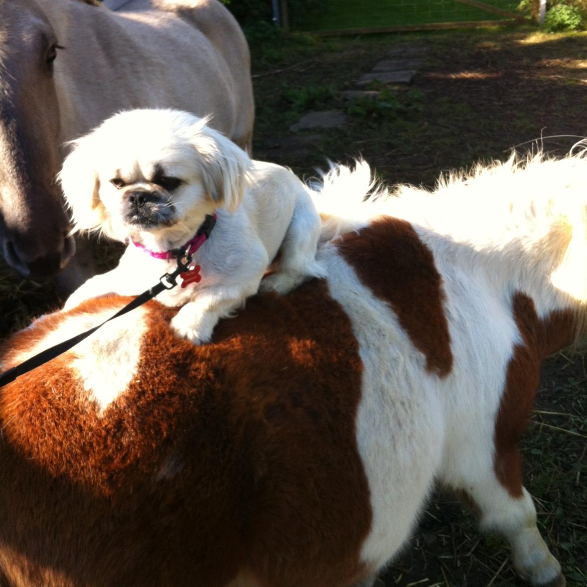 Blanding af racer Malou - Får lige en ridetur af Bertram, damen var ikke helt sikker på det :b billede 7