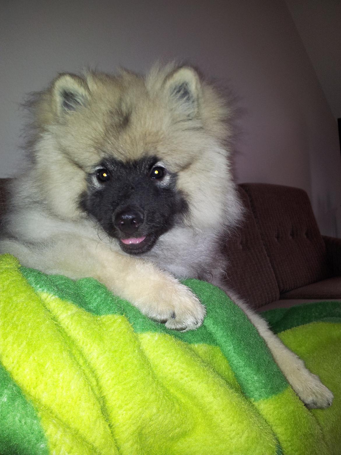 Keeshond Evridex Dzek Pot ( Lusjen) billede 12