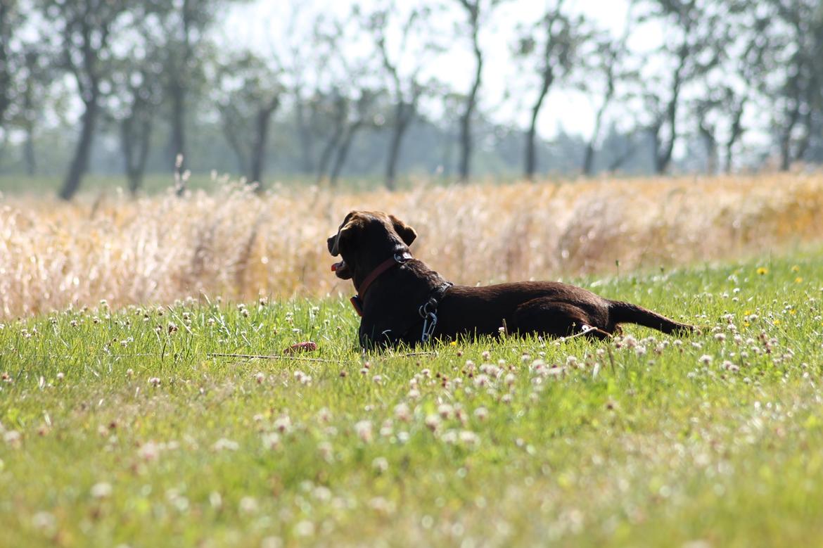 Labrador retriever Nougat billede 9