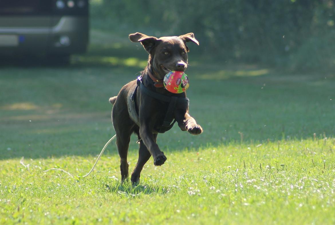 Labrador retriever Nougat billede 6