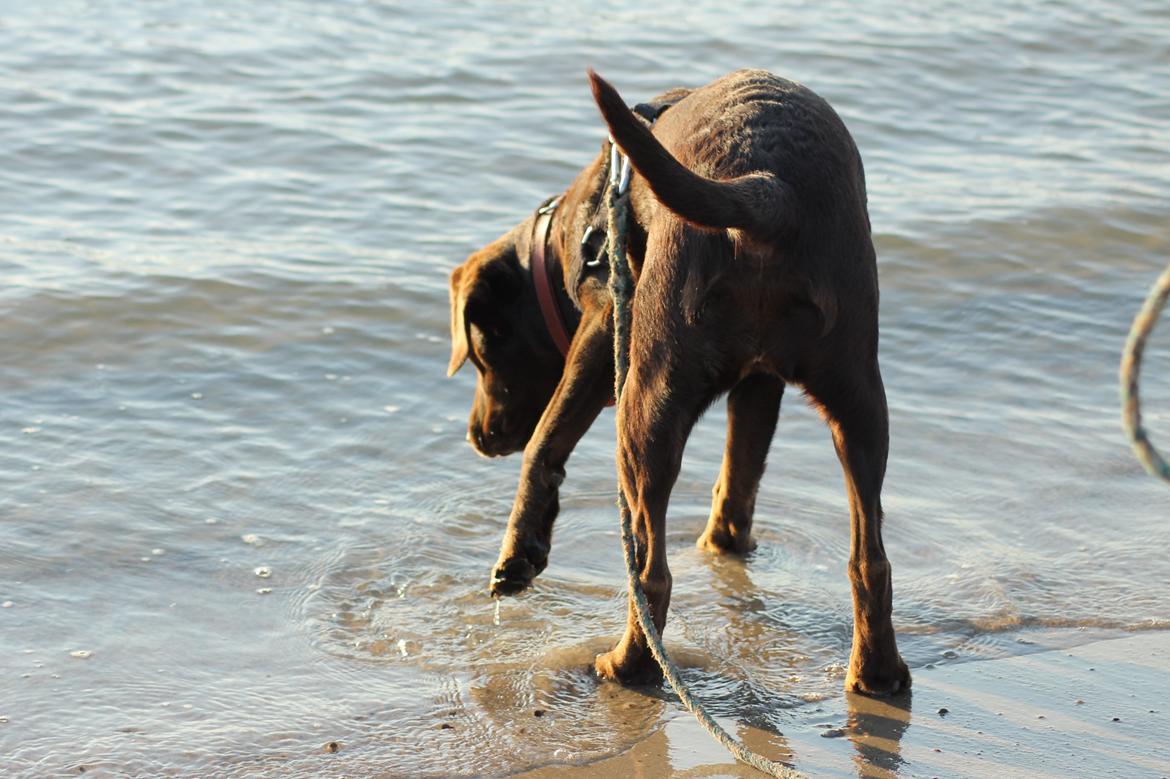 Labrador retriever Nougat billede 10