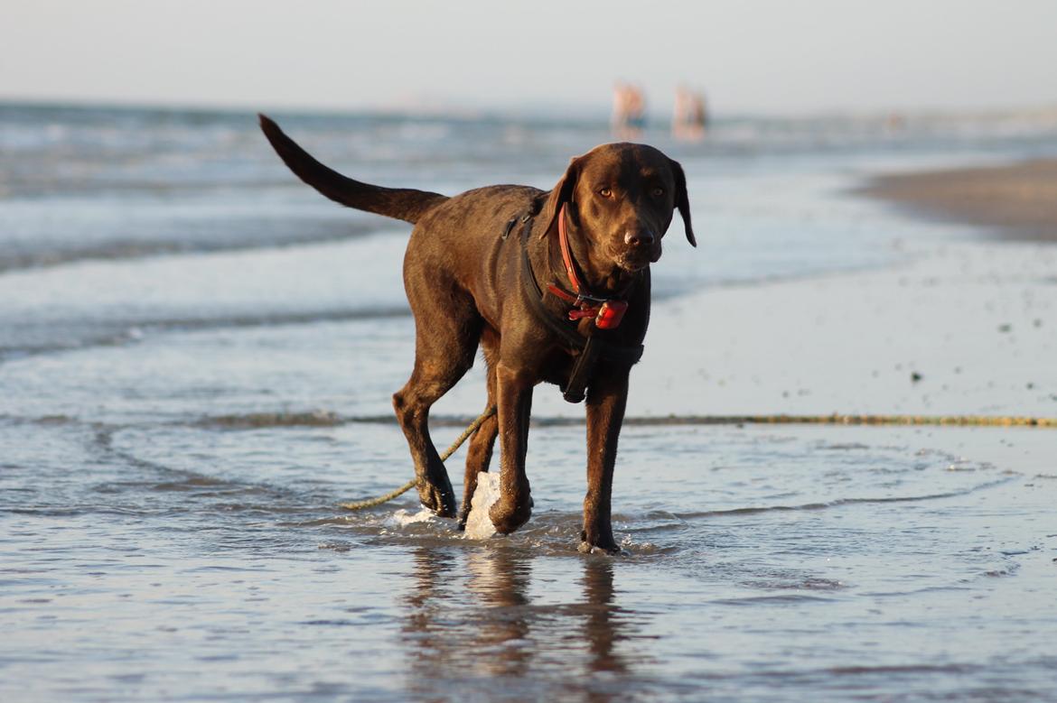 Labrador retriever Nougat billede 5