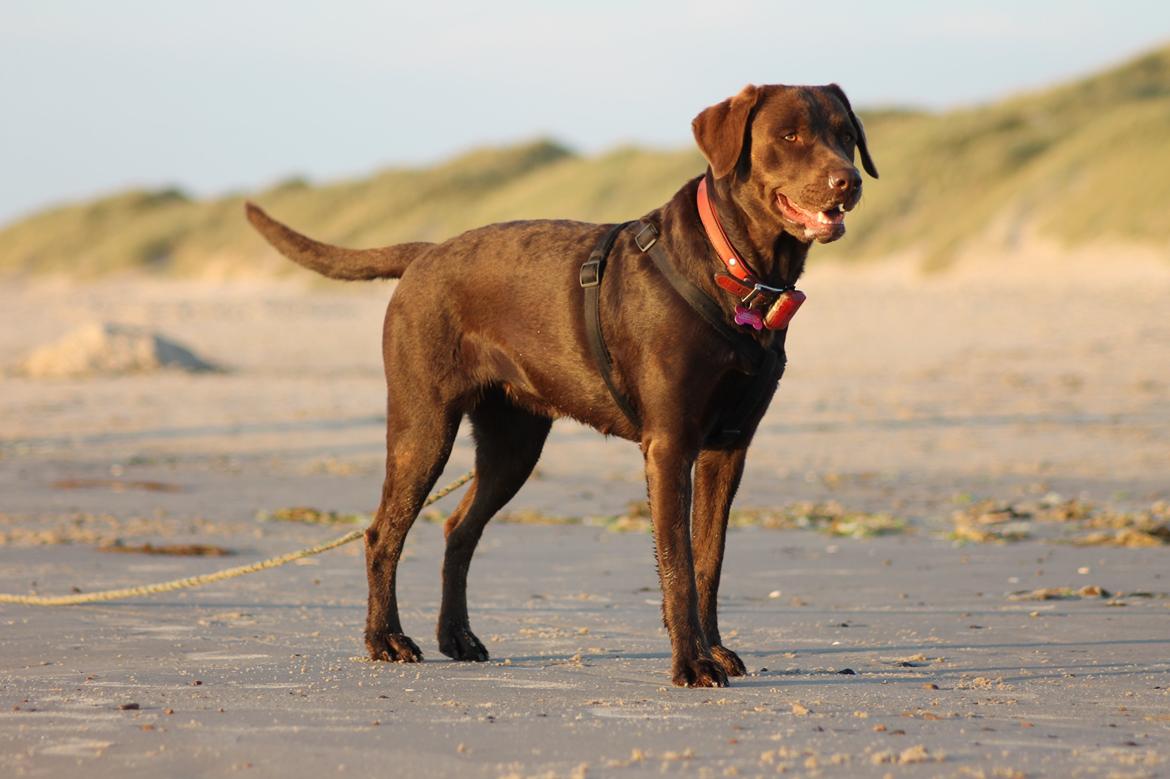 Labrador retriever Nougat billede 3