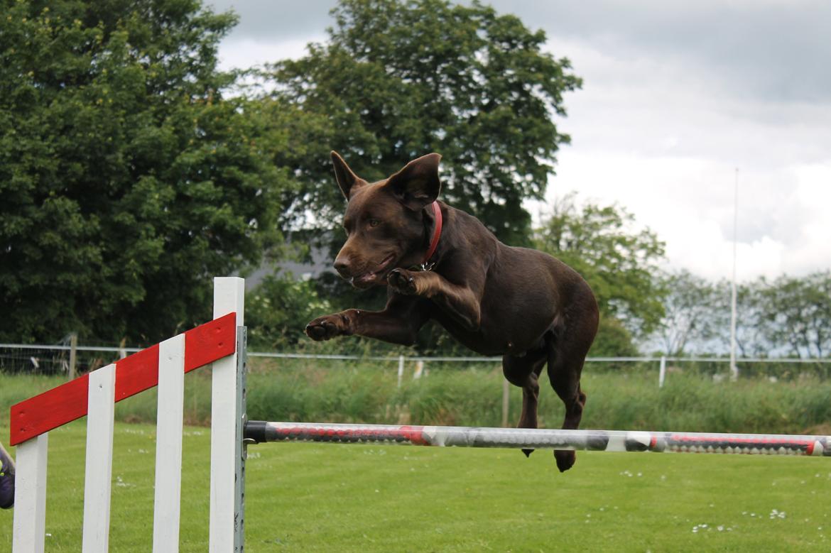 Labrador retriever Nougat billede 11