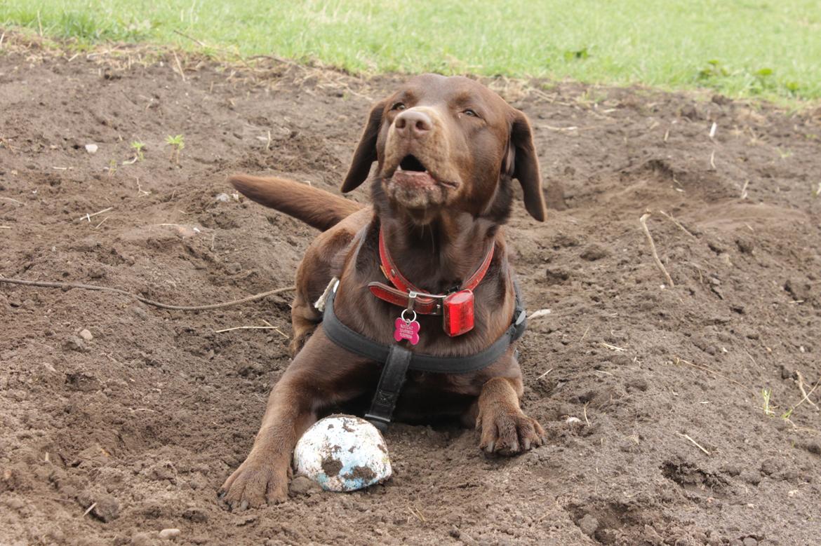 Labrador retriever Nougat billede 13