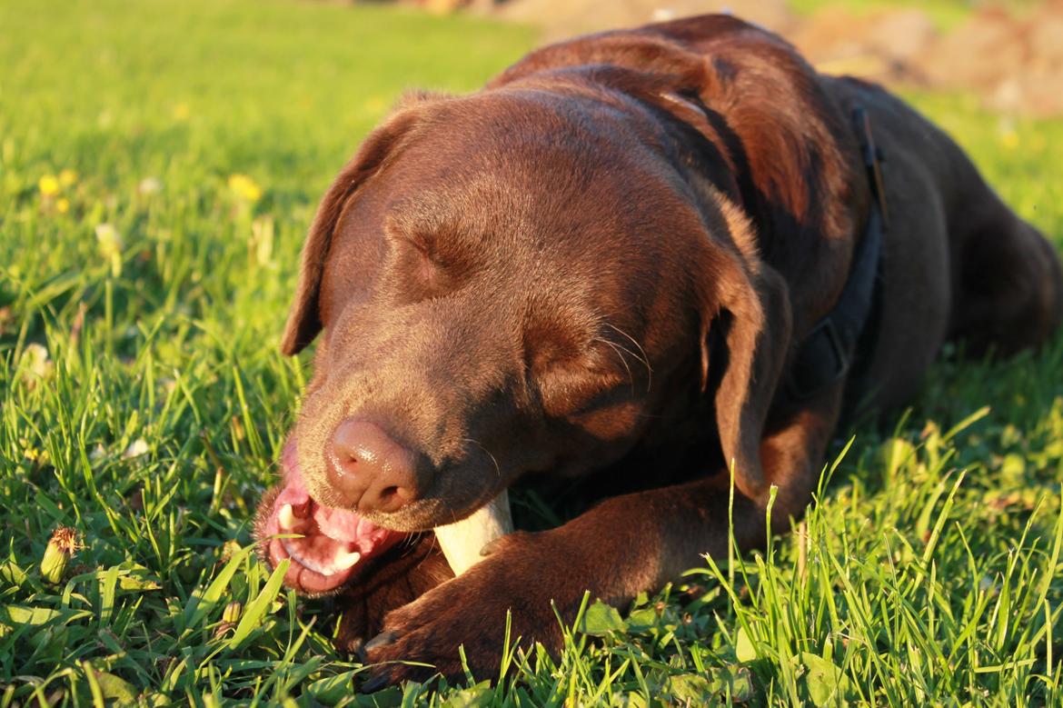 Labrador retriever Nougat billede 14