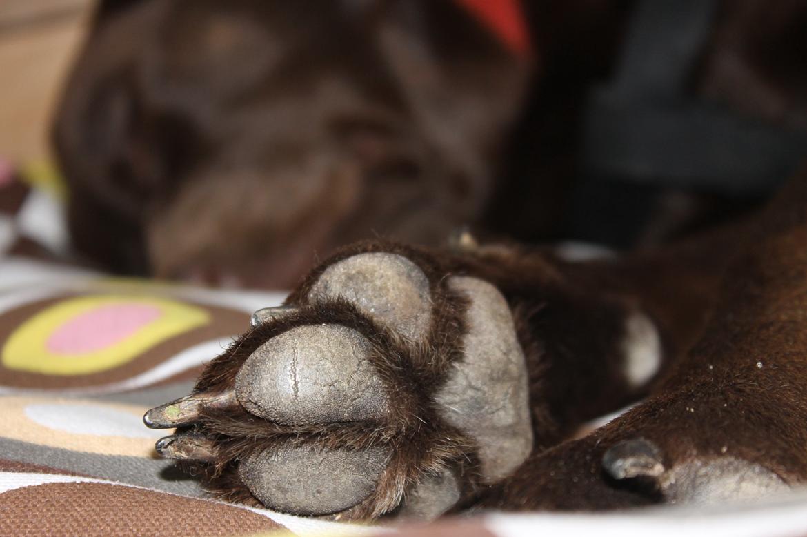 Labrador retriever Nougat billede 15