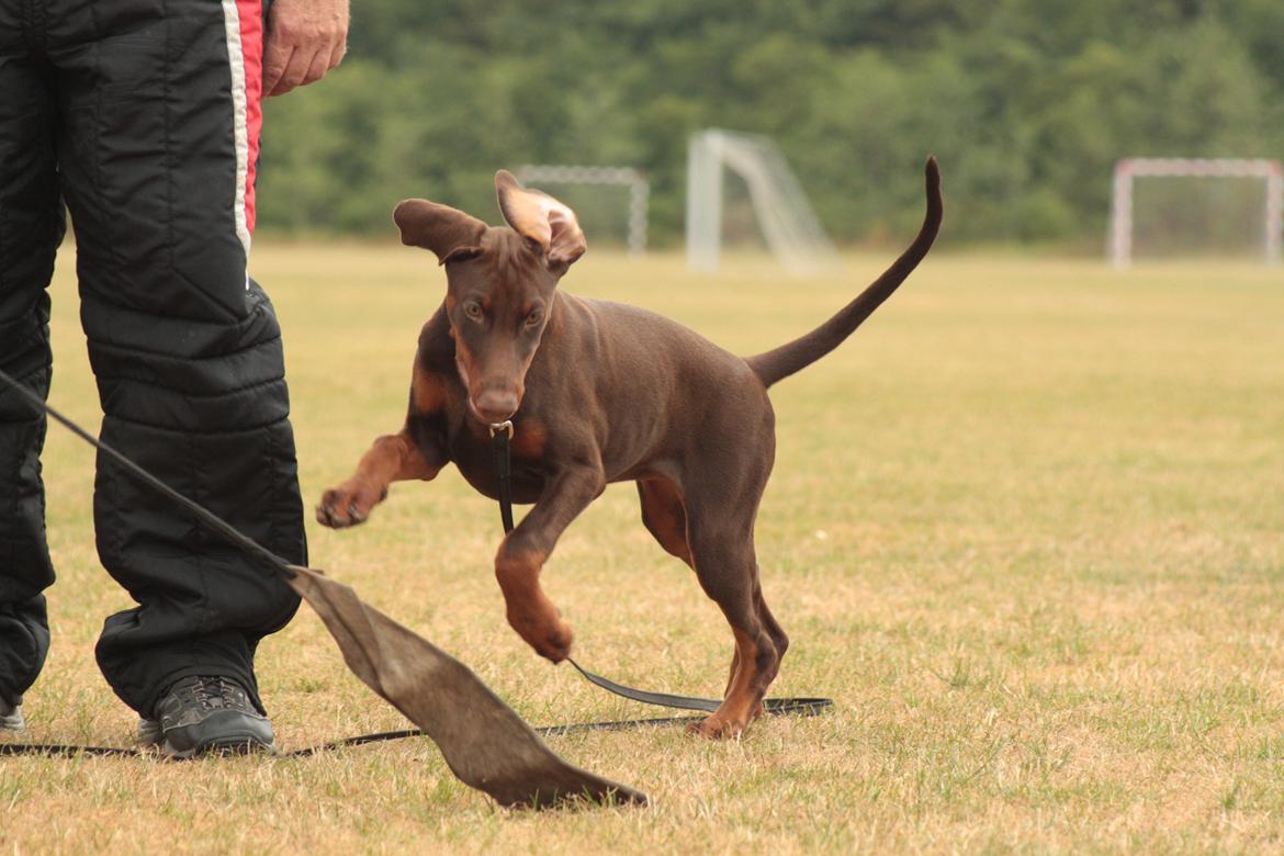 Dobermann Pippi vom Ferrenberg billede 1