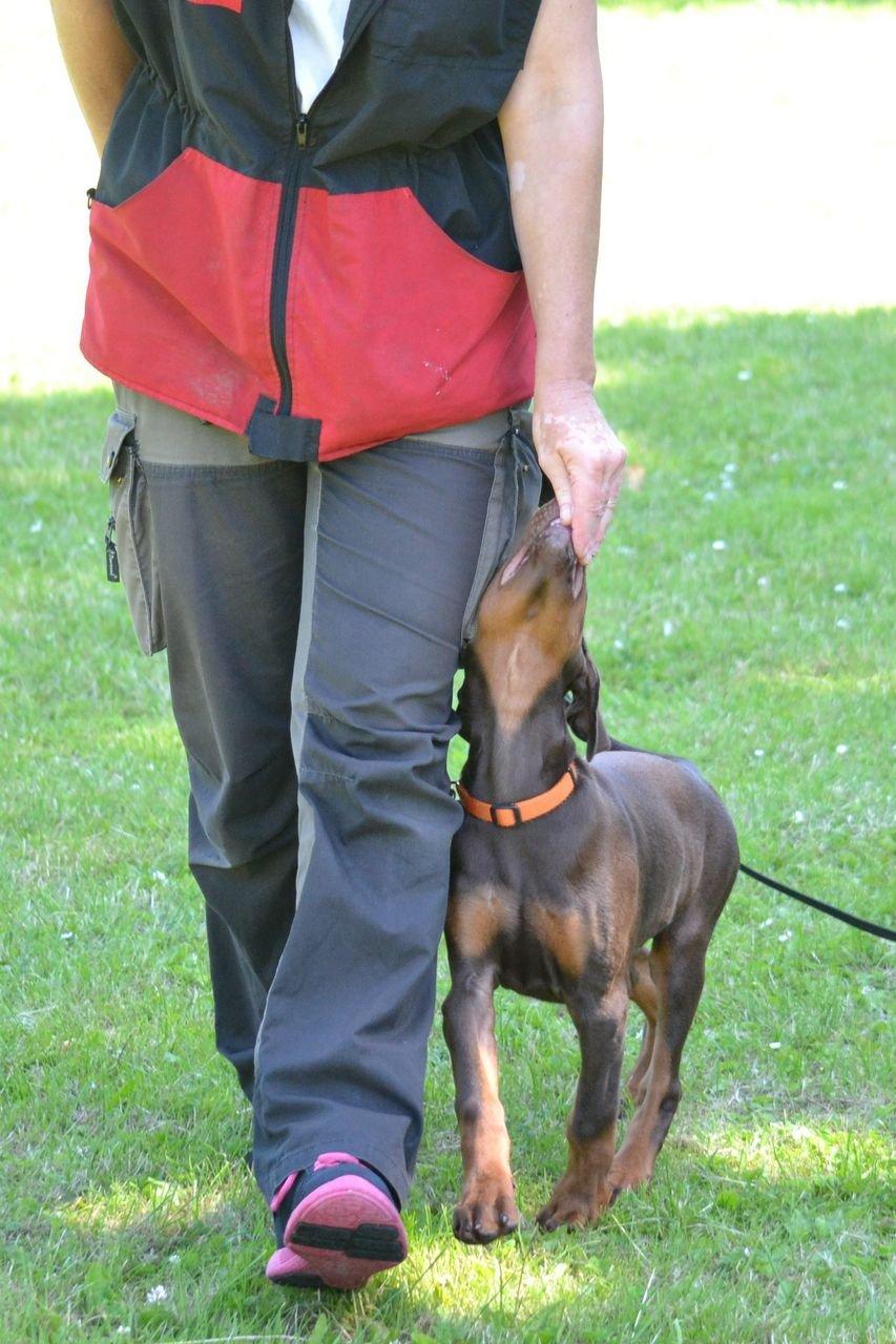 Dobermann Pippi vom Ferrenberg billede 2