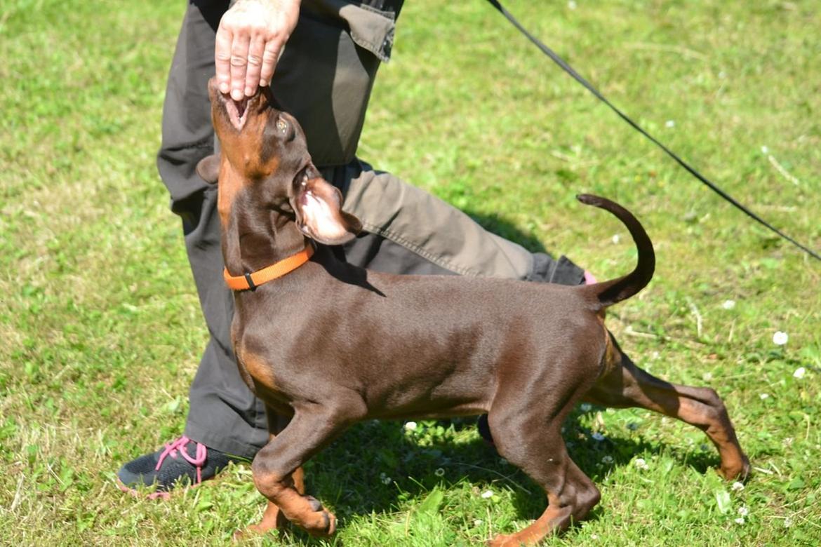 Dobermann Pippi vom Ferrenberg billede 3