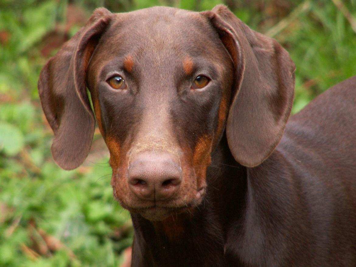 Dobermann Pippi vom Ferrenberg billede 4