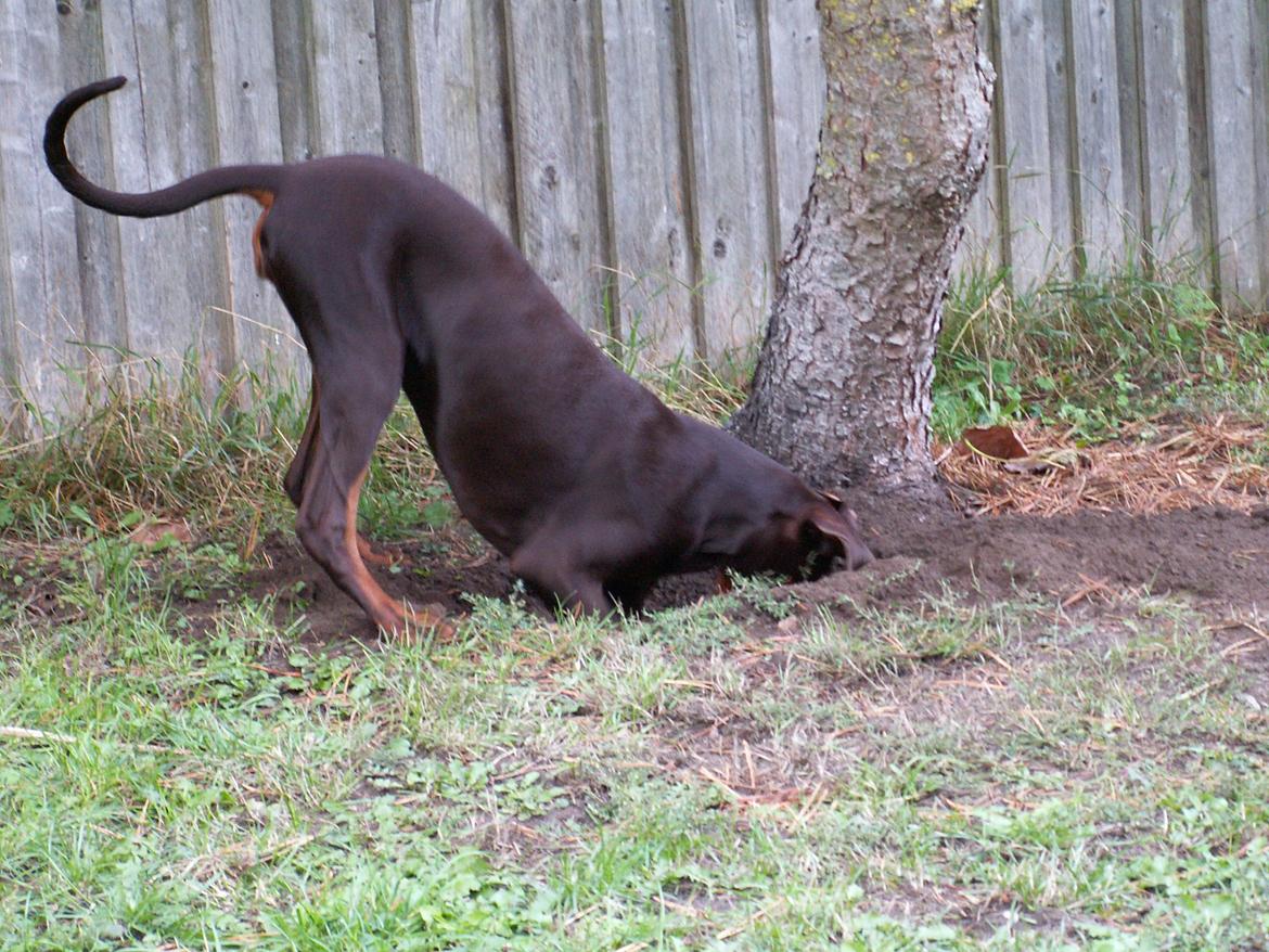 Dobermann Pippi vom Ferrenberg billede 5
