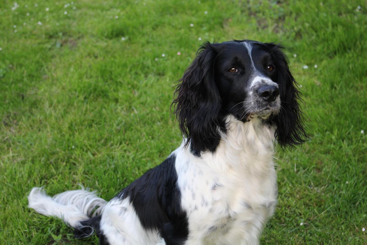 Field Trial spaniel Sacho billede 2