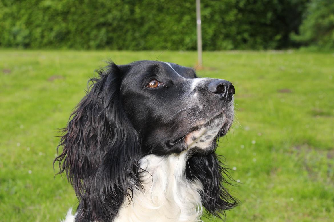 Field Trial spaniel Sacho billede 3