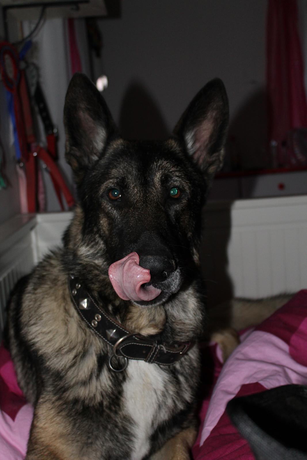 Schæferhund Hajens Punktum aka. Zeiss billede 4