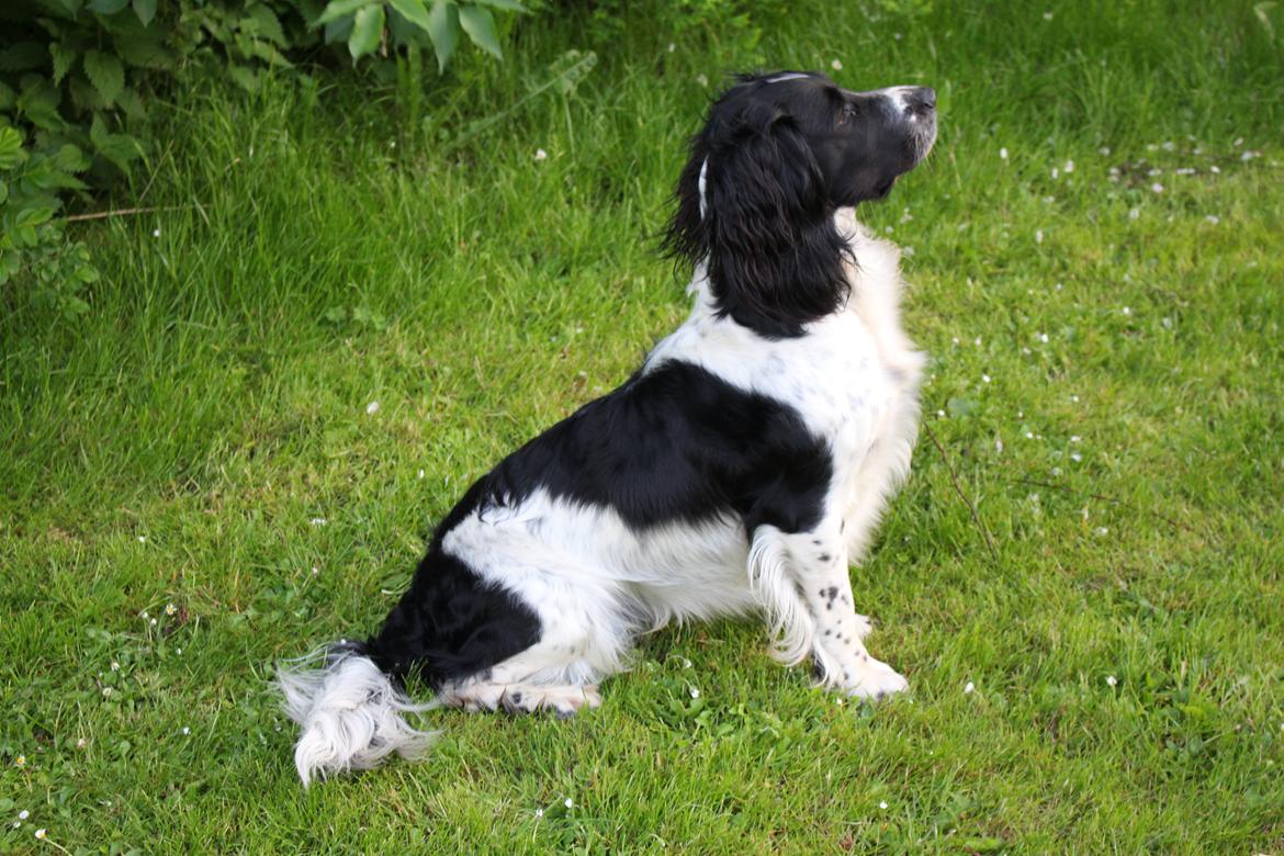 Field Trial spaniel Sacho billede 1