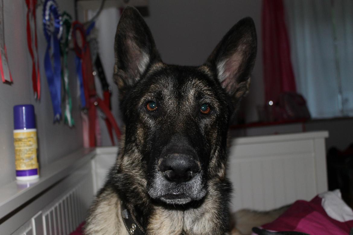 Schæferhund Hajens Punktum aka. Zeiss billede 6