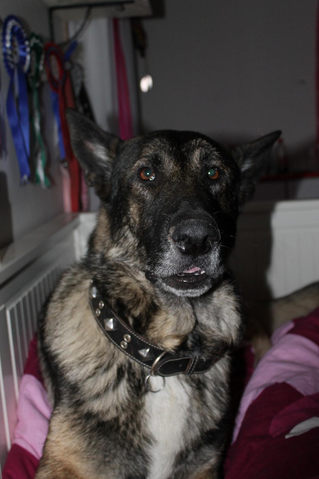 Schæferhund Hajens Punktum aka. Zeiss billede 9