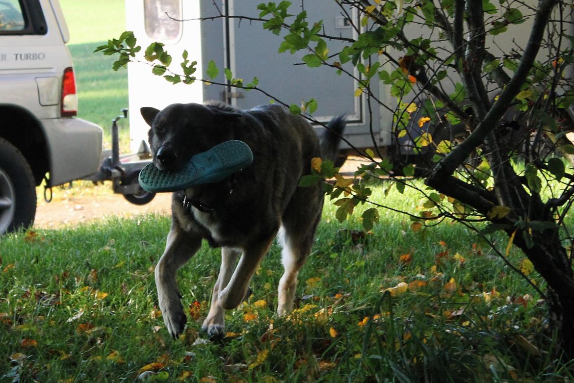 Schæferhund Hajens Punktum aka. Zeiss billede 2