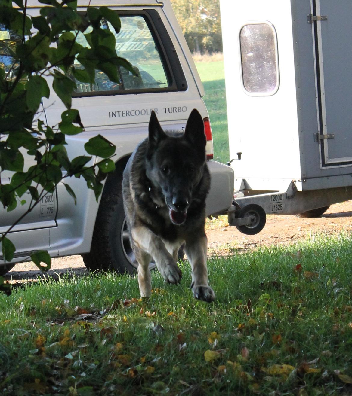 Schæferhund Hajens Punktum aka. Zeiss billede 5