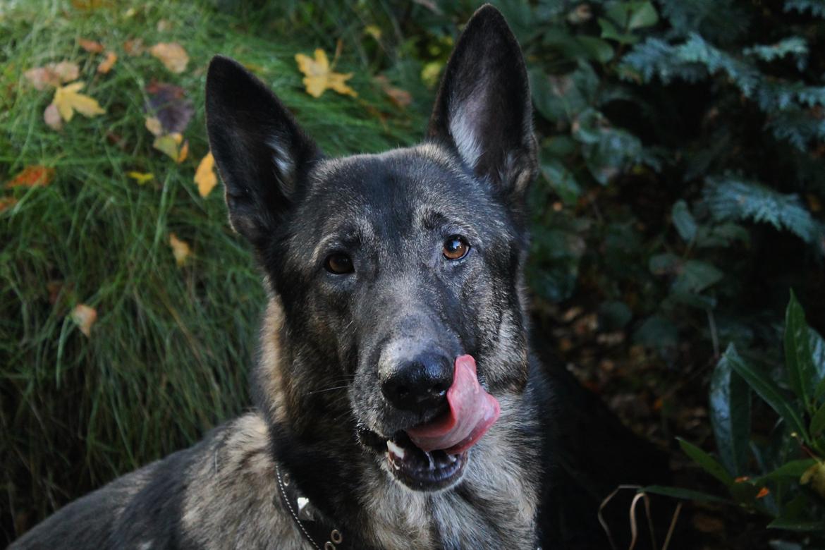 Schæferhund Hajens Punktum aka. Zeiss billede 1