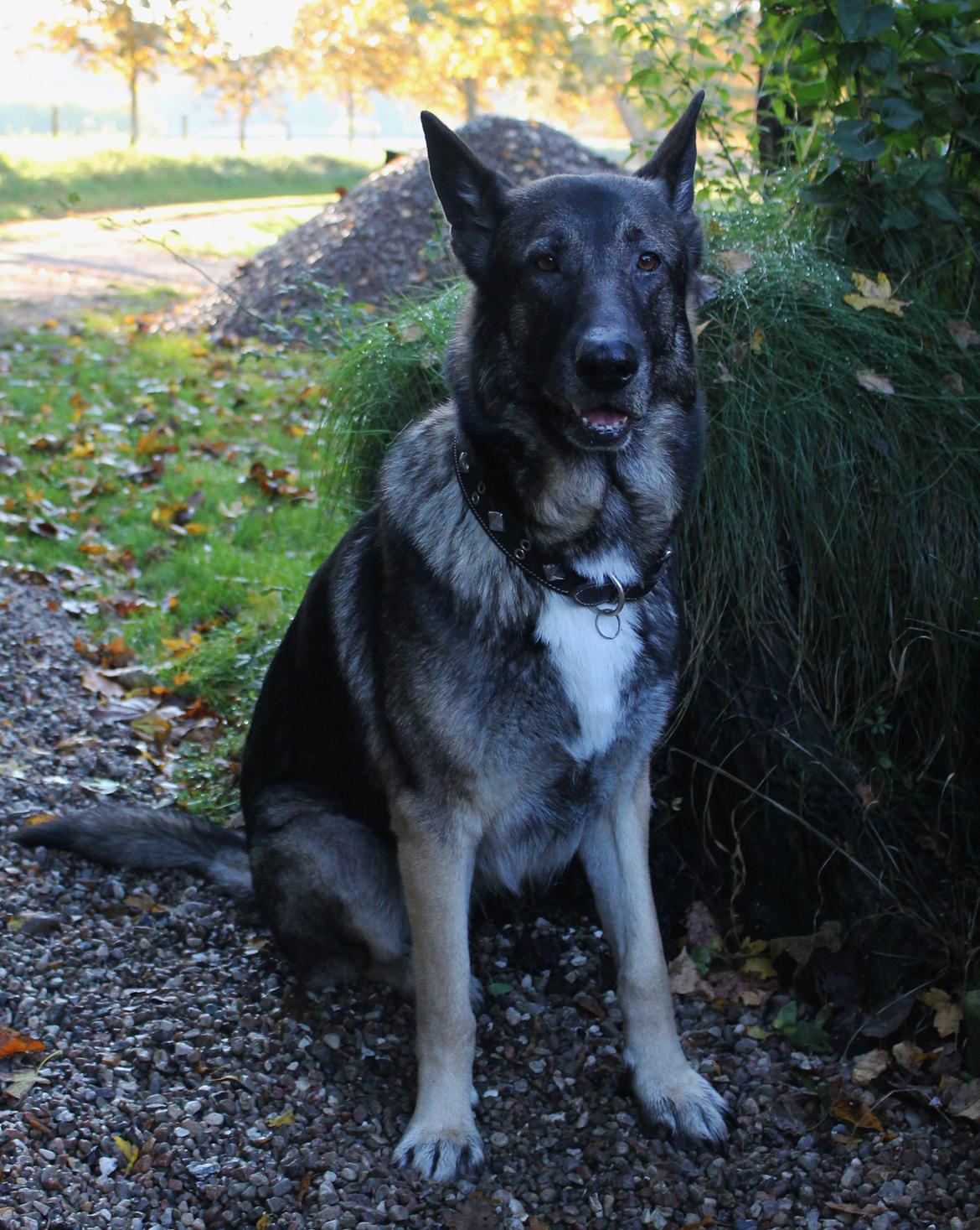 Schæferhund Hajens Punktum aka. Zeiss billede 7