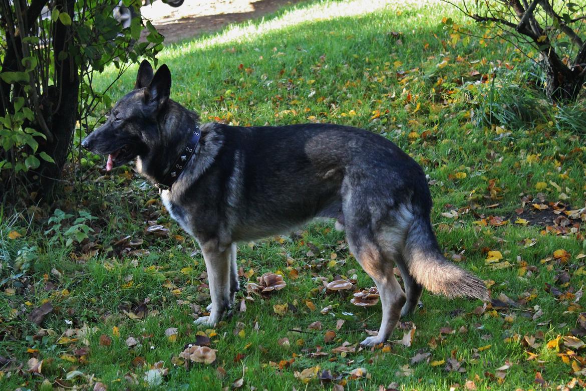 Schæferhund Hajens Punktum aka. Zeiss billede 8