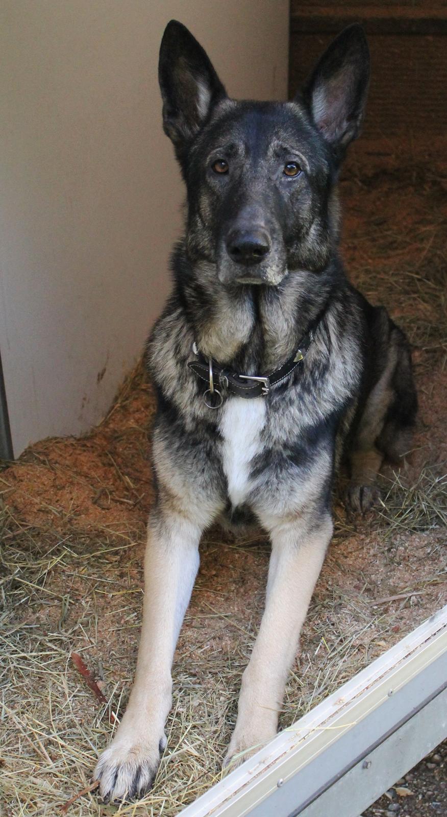 Schæferhund Hajens Punktum aka. Zeiss billede 3