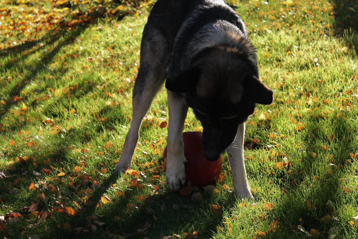 Schæferhund Hajens Punktum aka. Zeiss billede 10