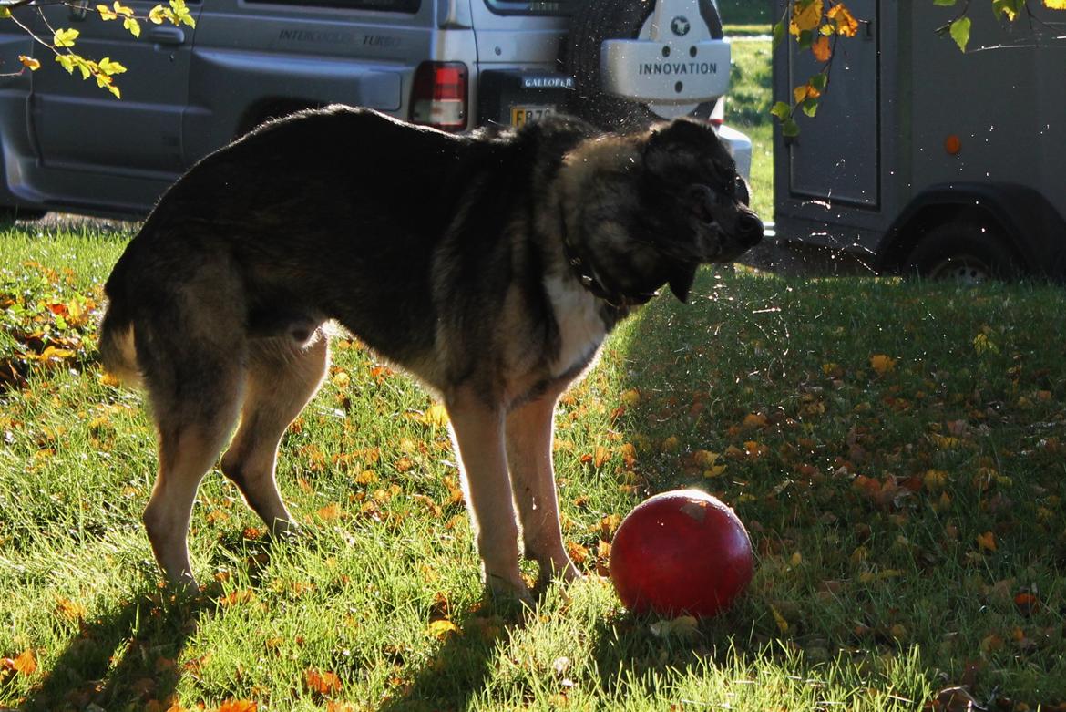 Schæferhund Hajens Punktum aka. Zeiss billede 11
