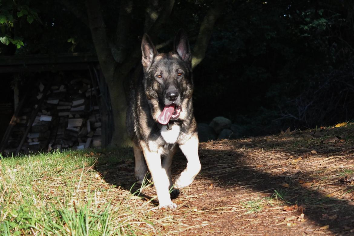 Schæferhund Hajens Punktum aka. Zeiss billede 12