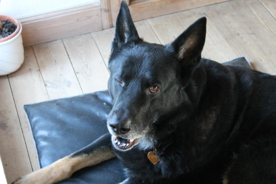 Schæferhund Hajens Wimmer billede 2