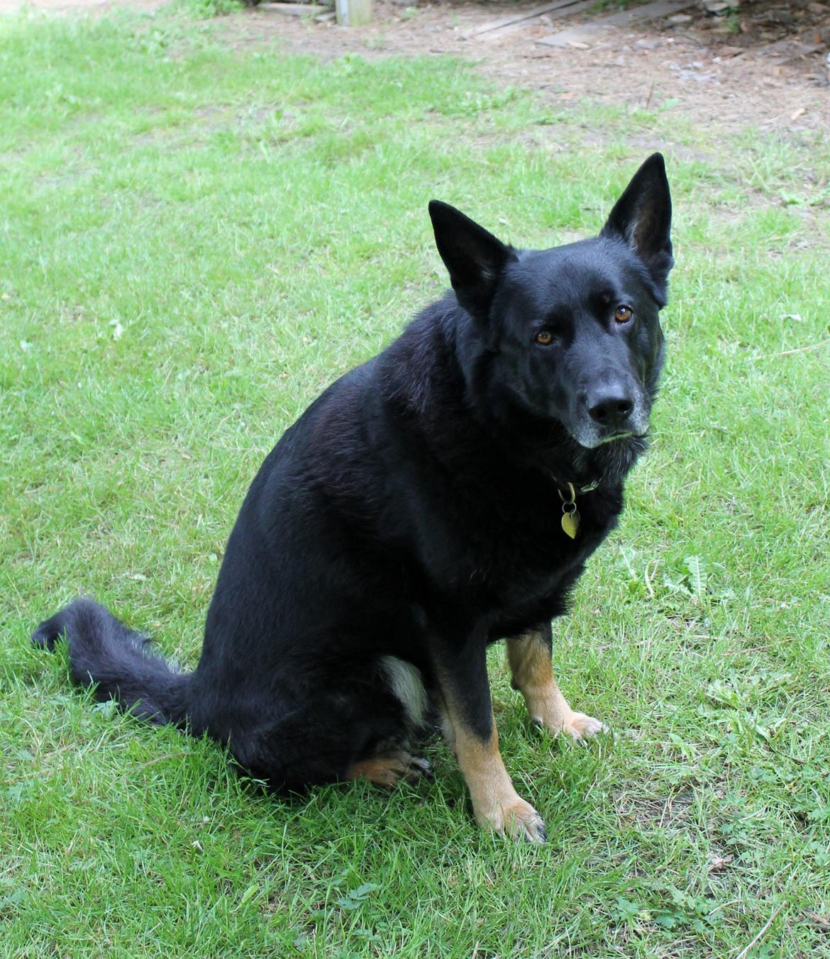 Schæferhund Hajens Wimmer billede 3