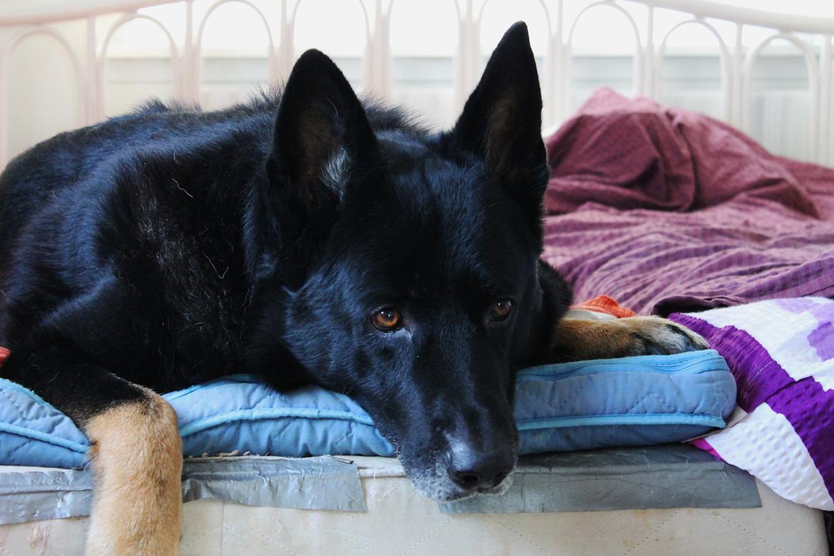 Schæferhund Hajens Wimmer billede 1