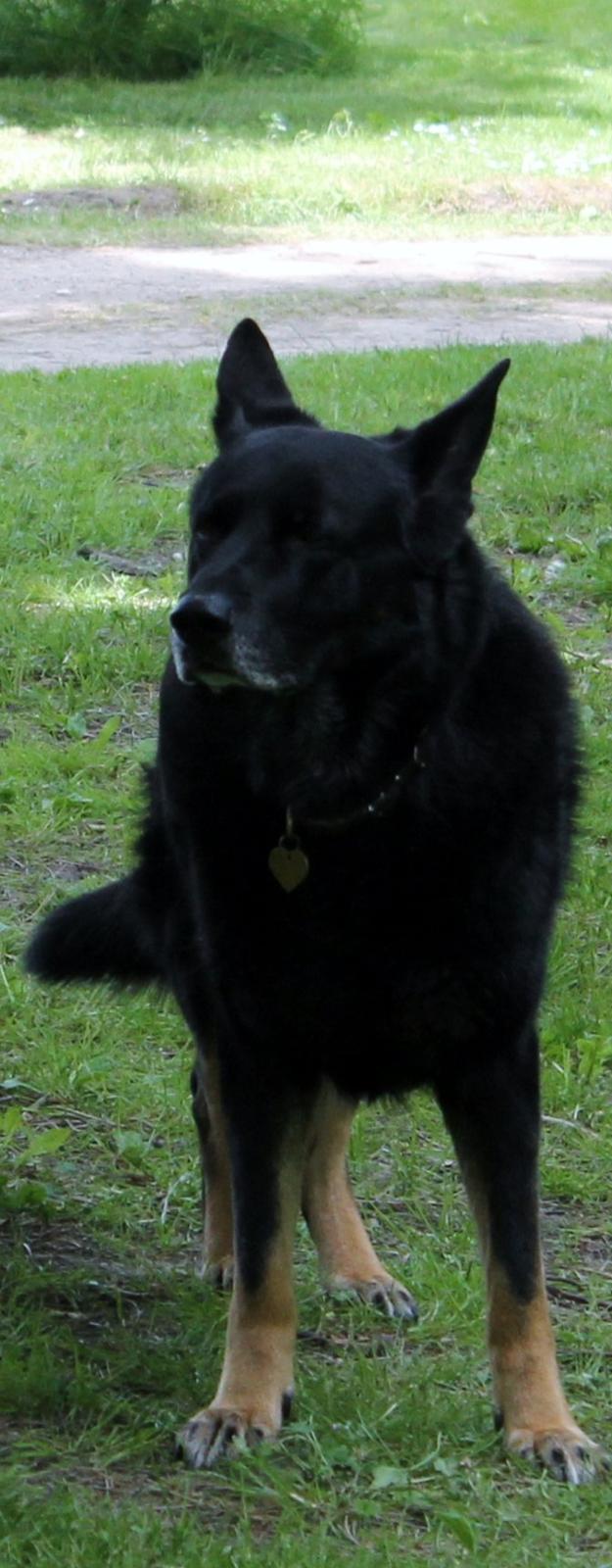 Schæferhund Hajens Wimmer billede 4