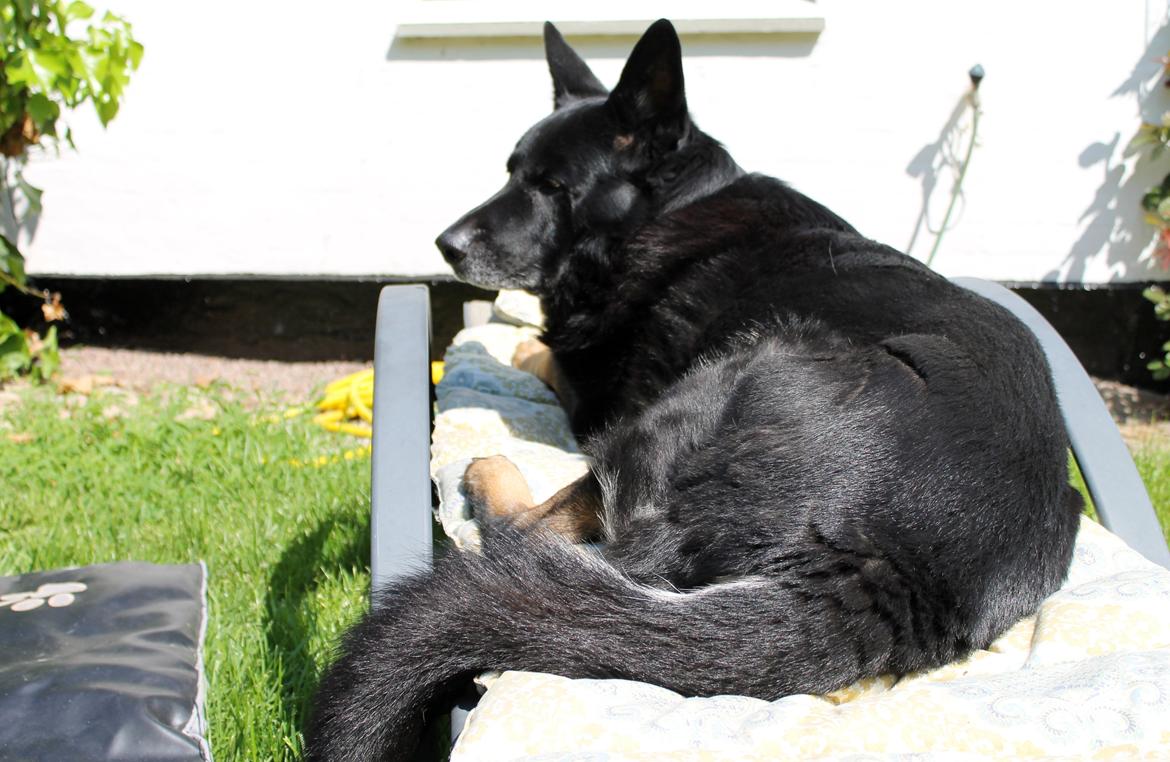 Schæferhund Hajens Wimmer billede 5