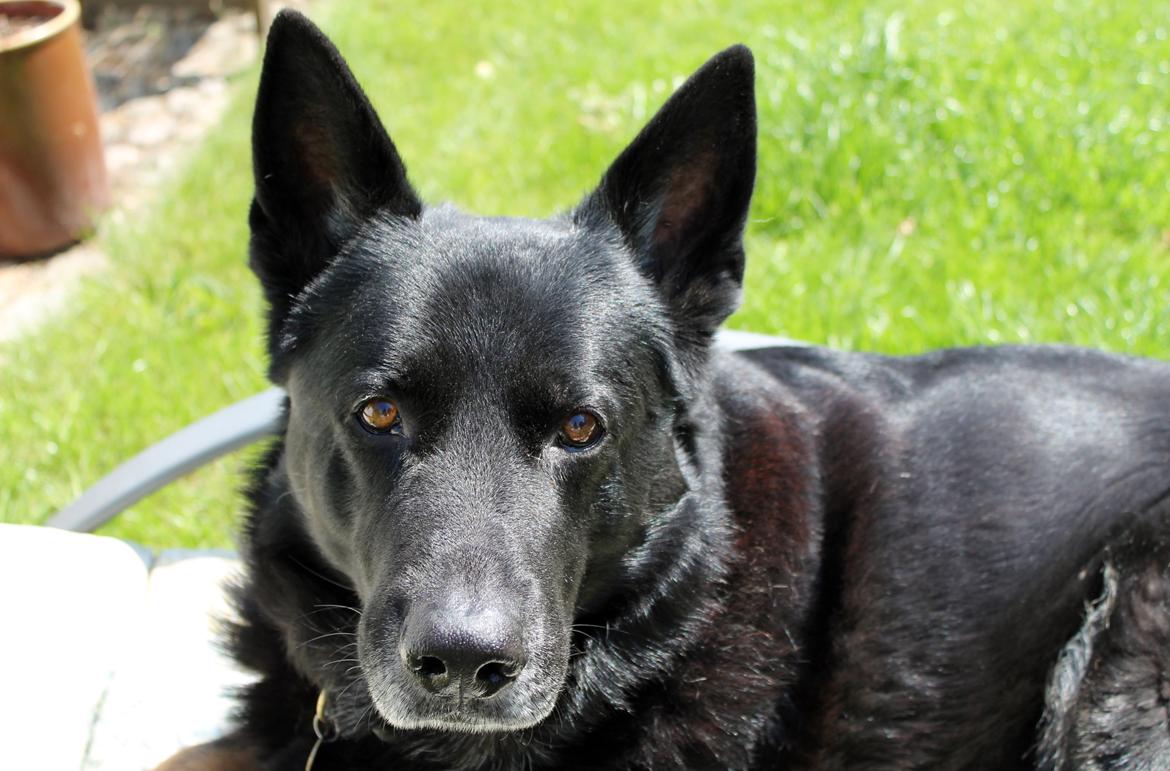 Schæferhund Hajens Wimmer billede 6