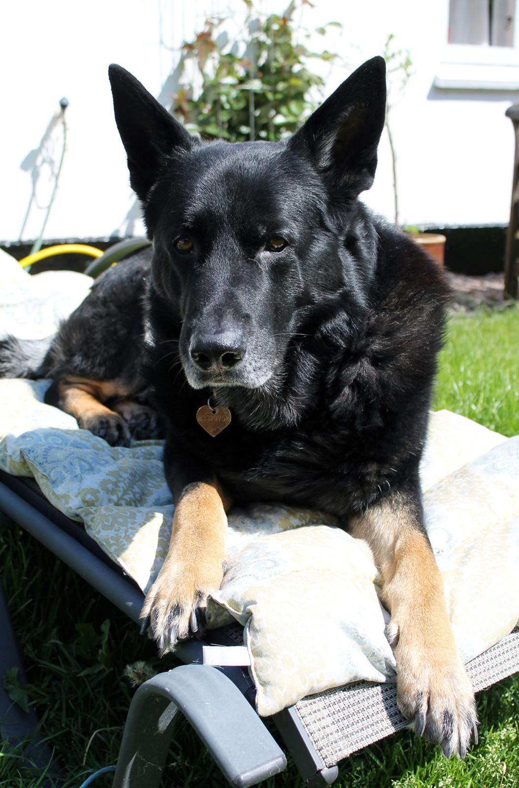 Schæferhund Hajens Wimmer billede 7