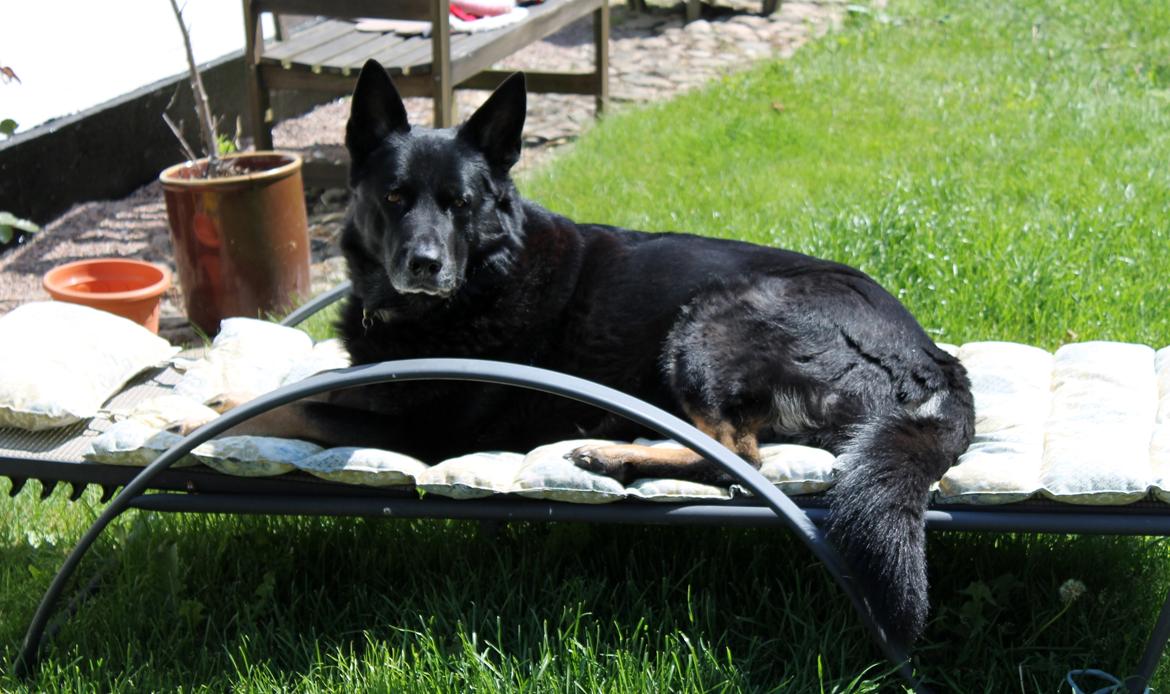 Schæferhund Hajens Wimmer billede 8