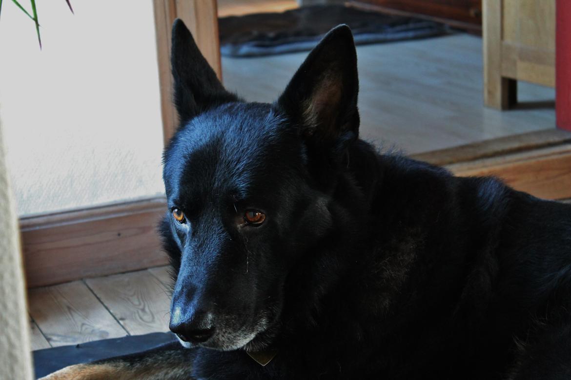 Schæferhund Hajens Wimmer billede 9