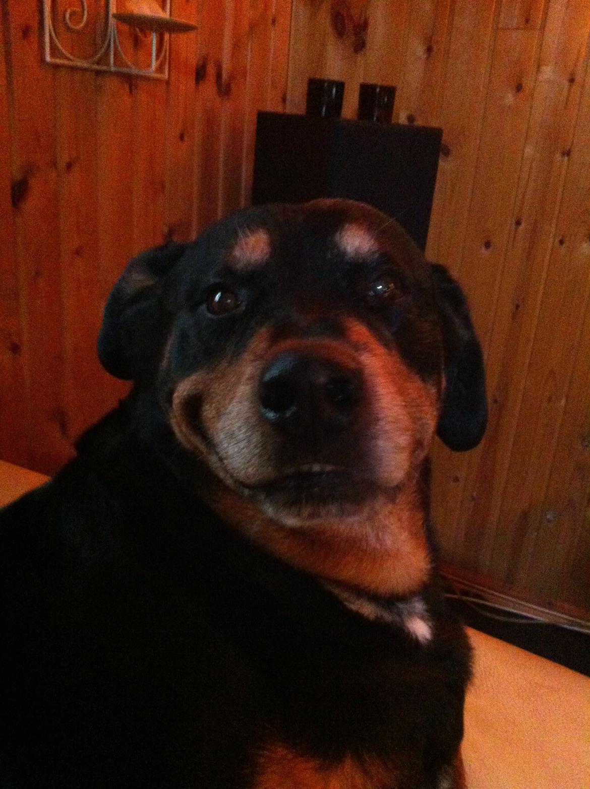 Rottweiler Buzz - Charmetrolden <3 R.I.P himmelhund) billede 22