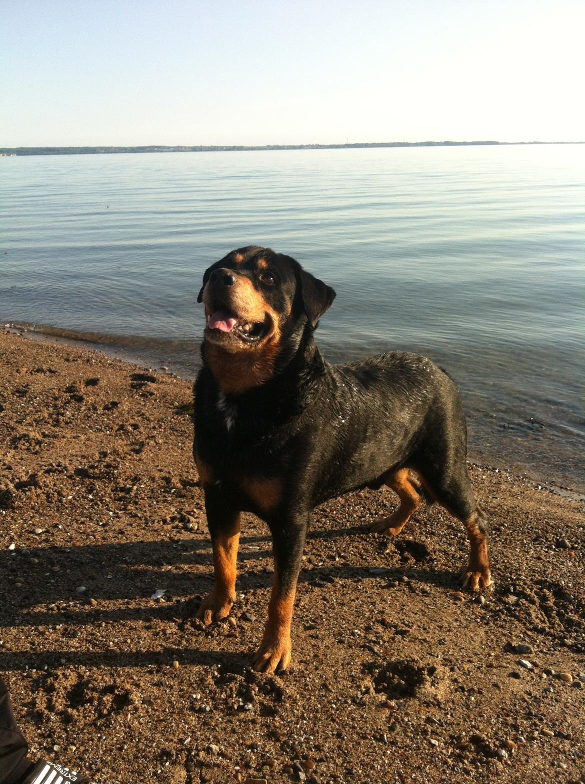 Rottweiler Buzz - Charmetrolden <3 R.I.P himmelhund) billede 23