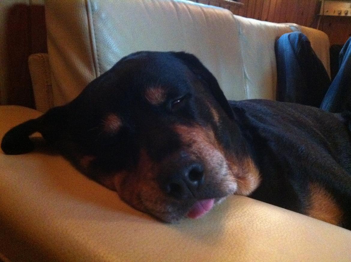 Rottweiler Buzz - Charmetrolden <3 R.I.P himmelhund) billede 24