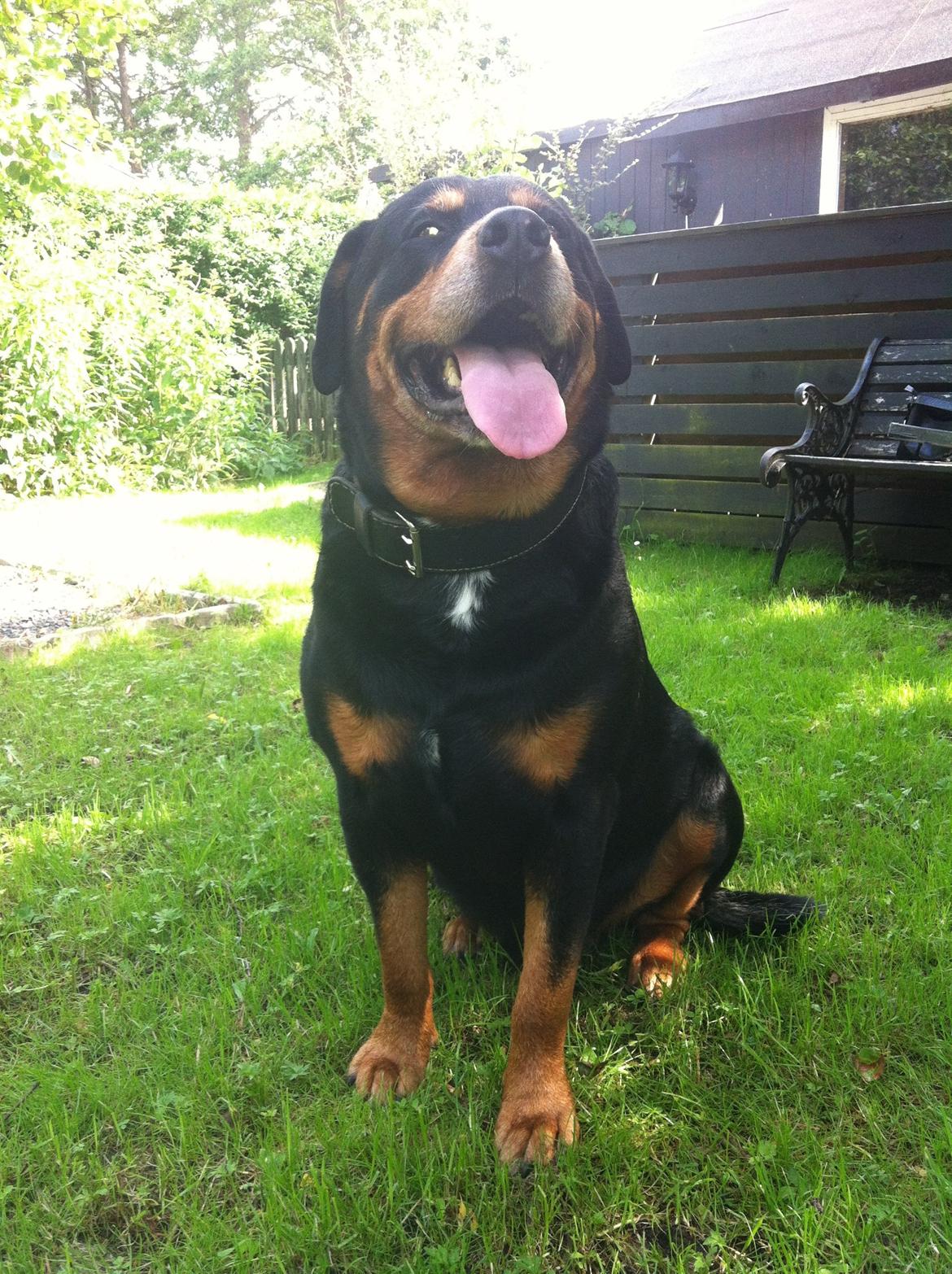 Rottweiler Buzz - Charmetrolden <3 R.I.P himmelhund) billede 25