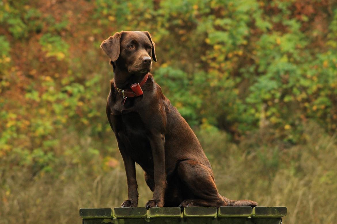 Labrador retriever Nougat billede 1