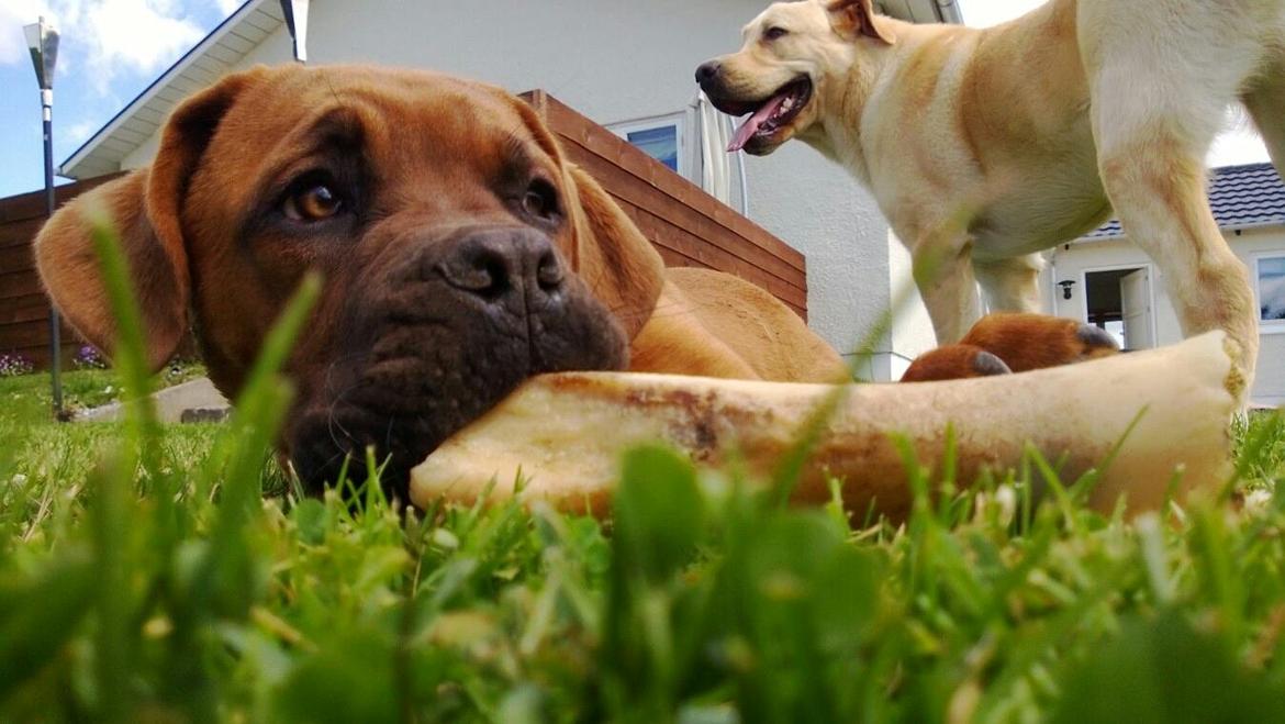 Dogue de bordeaux Ayka/future billede 1