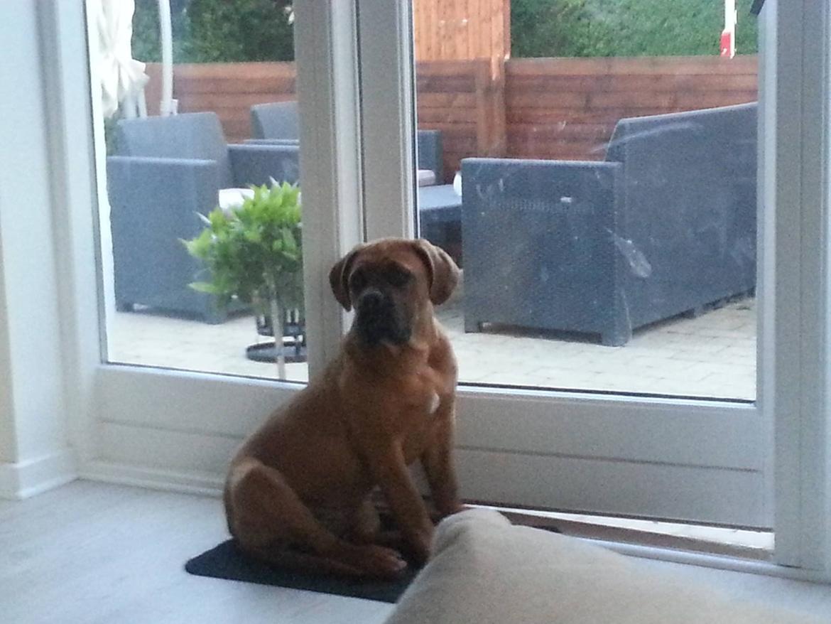 Dogue de bordeaux Ayka/future billede 2