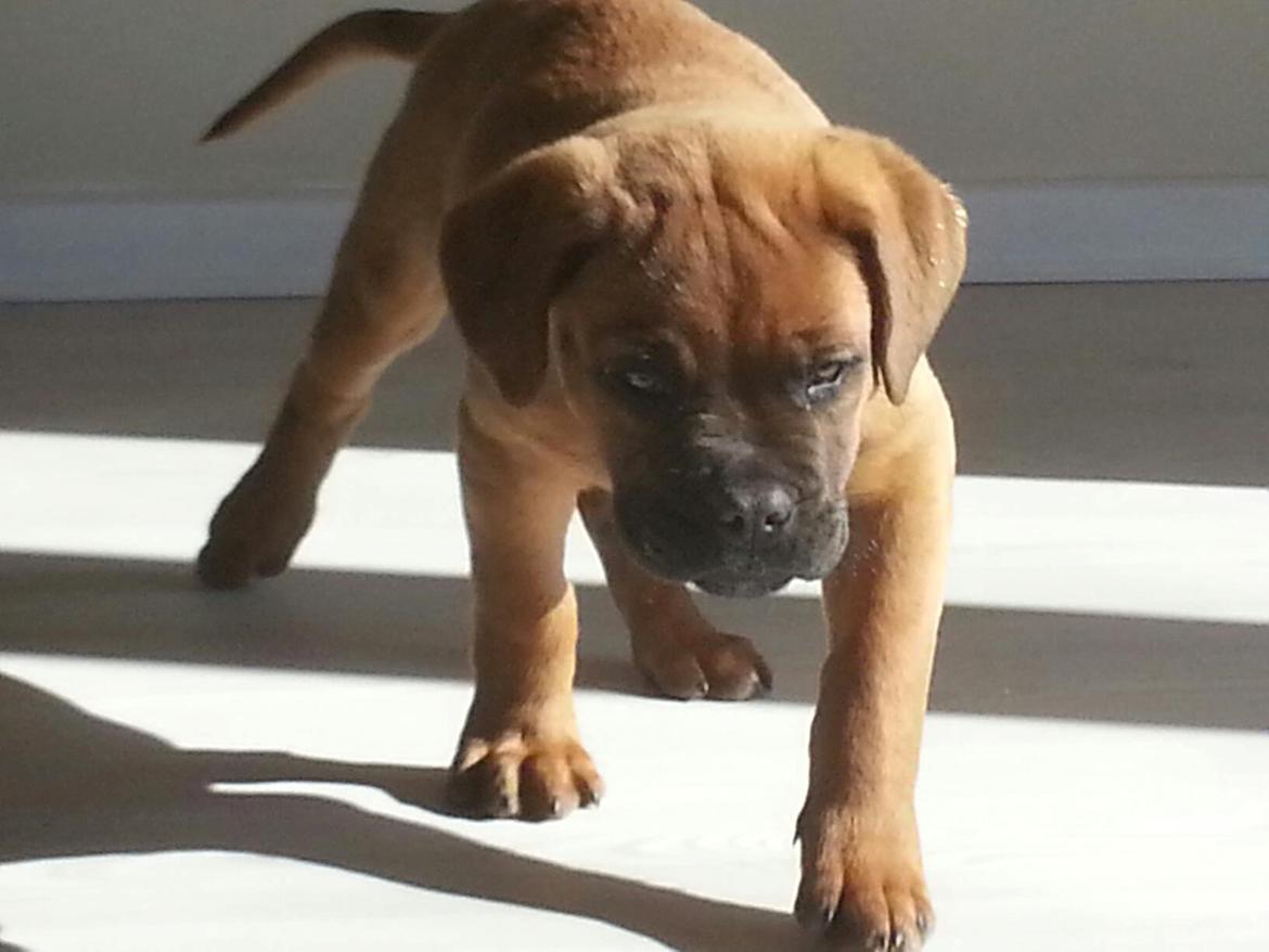 Dogue de bordeaux Ayka/future billede 3